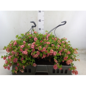 Calibrachoa  'Trixi Sunset'