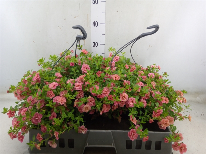 <h4>Calibrachoa  'Trixi Sunset'</h4>