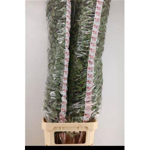 Euca Cinerea Super P Stem 160 Cm