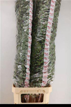<h4>Euca Cinerea Super P Stem 160 Cm</h4>