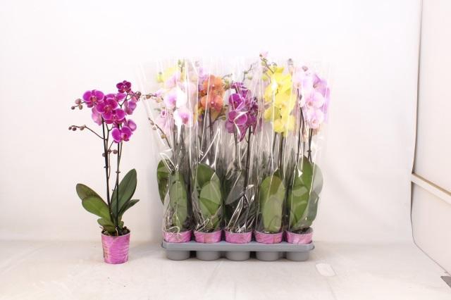 <h4>PHAL GEM 5 KL</h4>