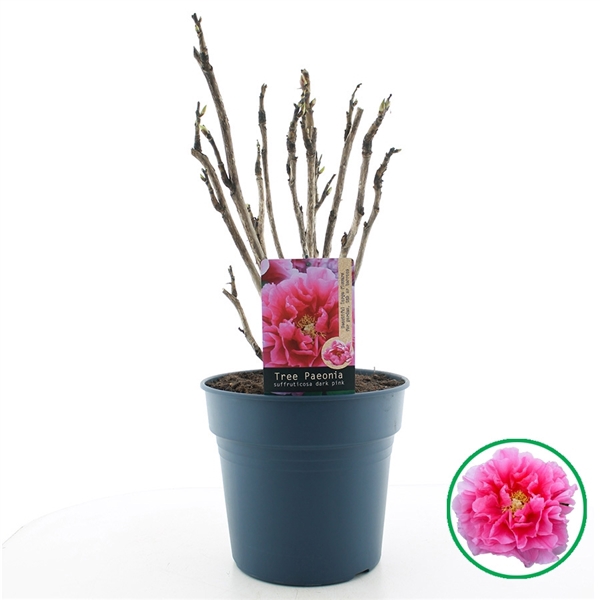 <h4>Paeonia suffruticosa donker Roze C12 (32cm.)</h4>