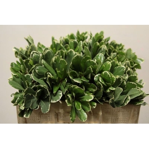 BLAD PITTOSPORUM ILAN