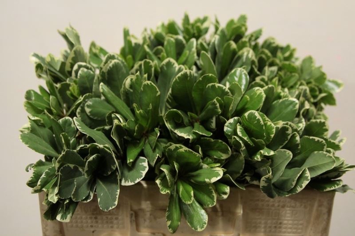 <h4>BLAD PITTOSPORUM ILAN</h4>