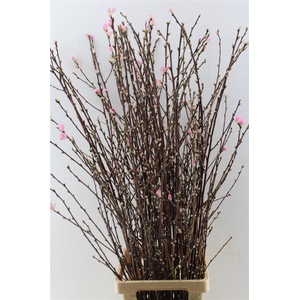 Perzikbloesem Per Tak X 50