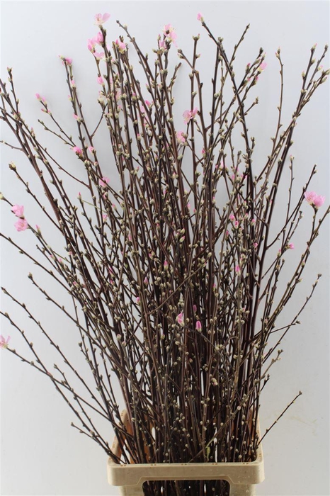 <h4>Perzikbloesem Per Tak X 50</h4>