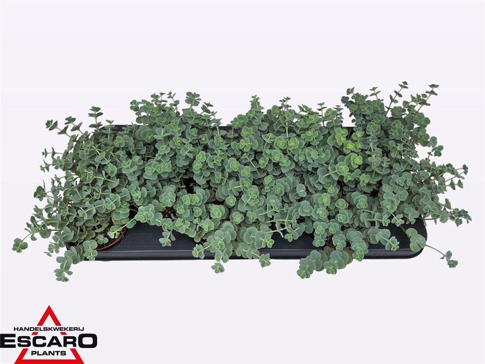 arr8 Sedum Sieboldii