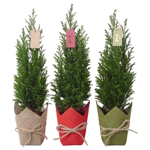 PTK25125 Ellwoodii in jute mix met decoratie