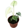 Monstera