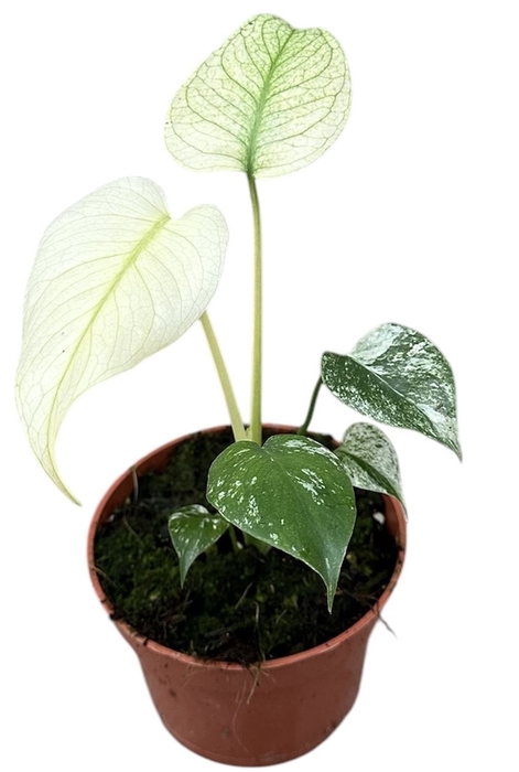 Monstera