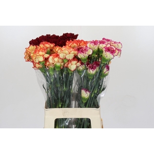 Dianthus St Mix