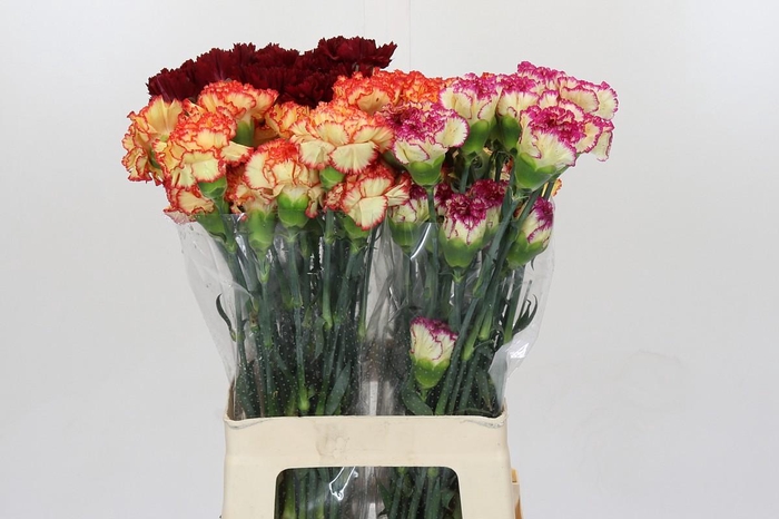 <h4>Dianthus St Mix</h4>