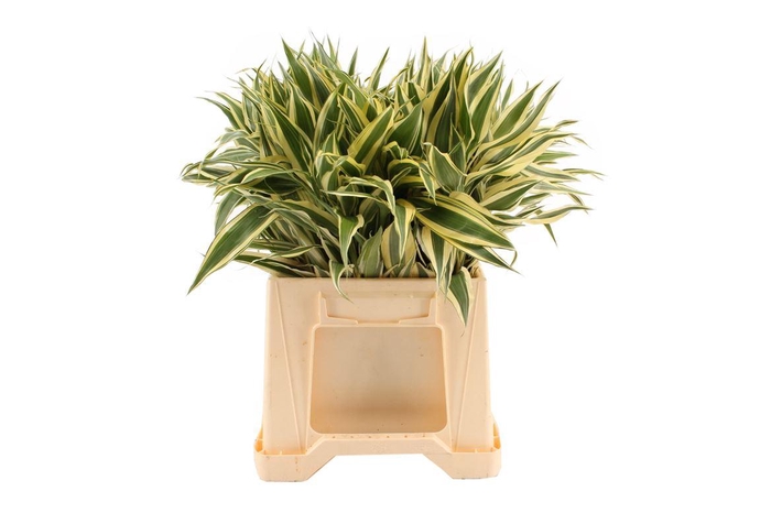 <h4>Sanderiana White</h4>