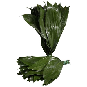 ASPIDISTRA 90 CM  ORANJE DOOS