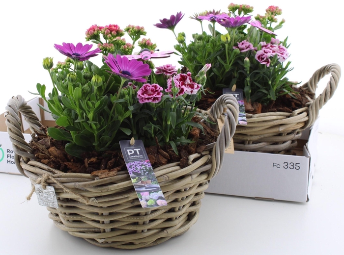 <h4>ARR TUINPLANTEN</h4>