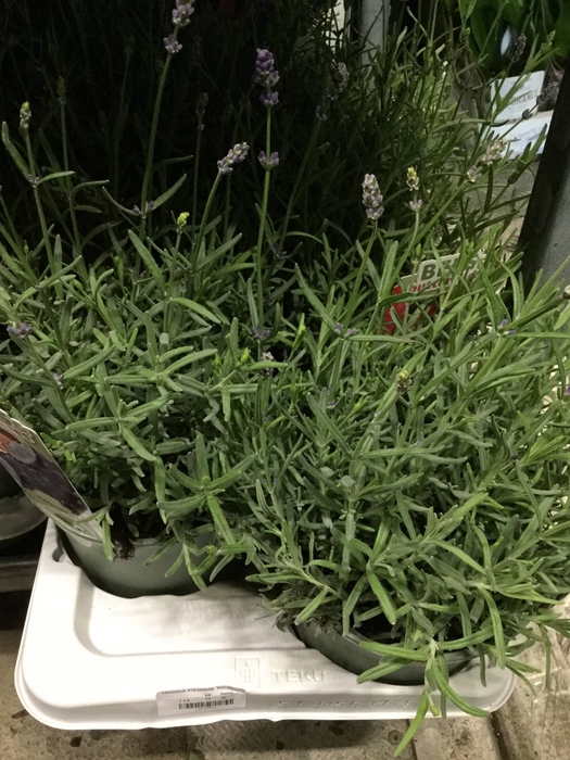 Lavandula ang. Hidcote