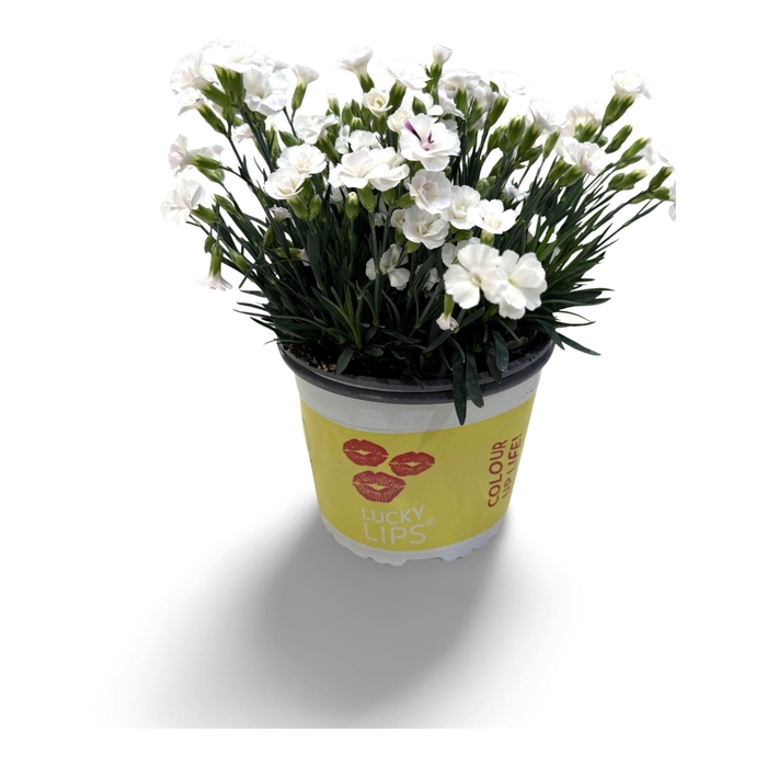 <h4>Dianthus (Allwoodii Grp) Lucky Lips</h4>