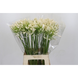 Agapanthus White Heaven