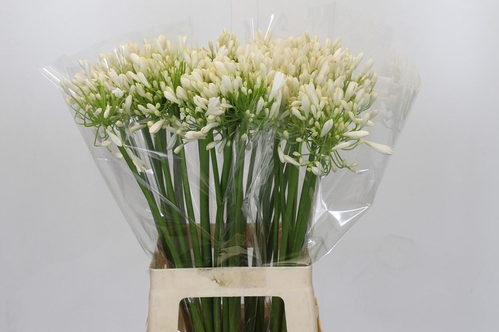 <h4>Agapanthus White Heaven</h4>