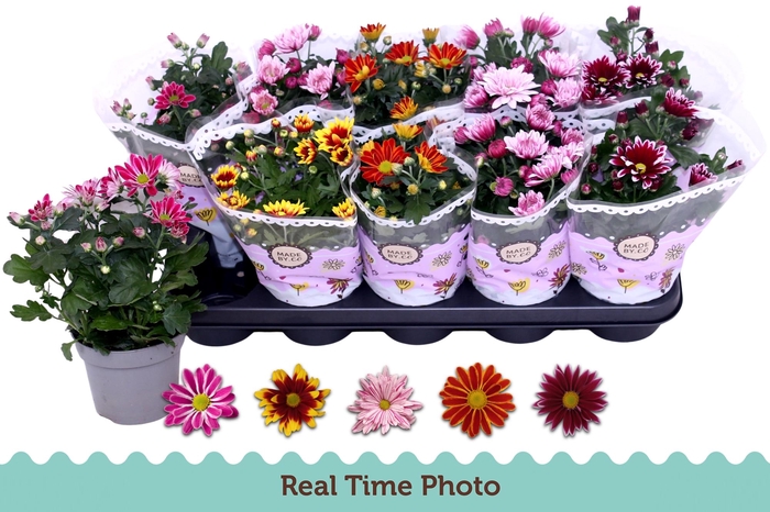 <h4>CHRYS GEM 2 KL BLOEM</h4>