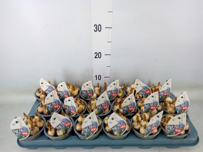 <h4>Muscari   ...</h4>