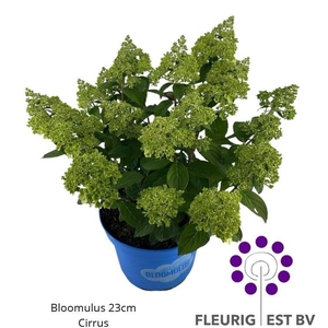 HYDR PA BLOOM CIRRUS
