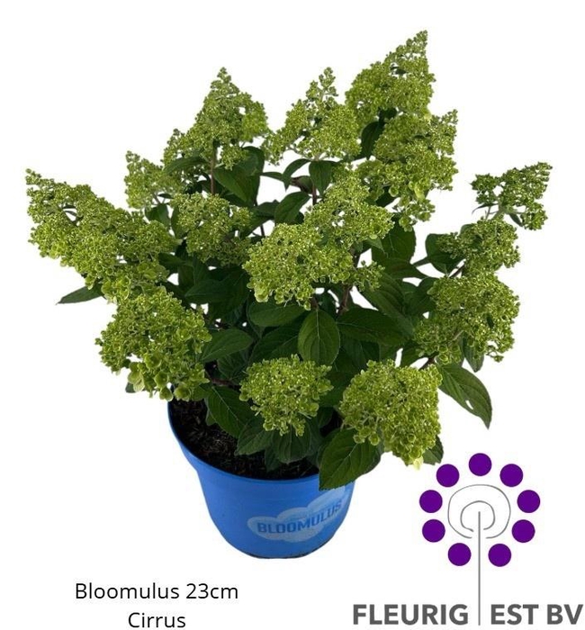 <h4>HYDR PA BLOOM CIRRUS</h4>