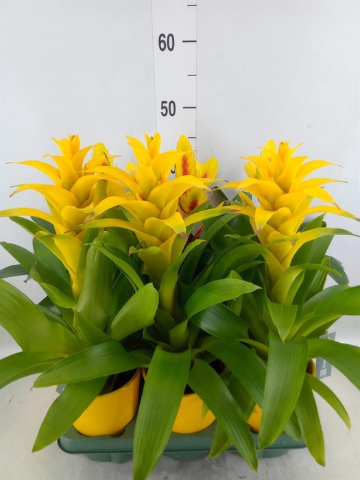 <h4>Bromelia ...mix</h4>