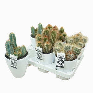 Cactus Gemengd Keramiek Wit