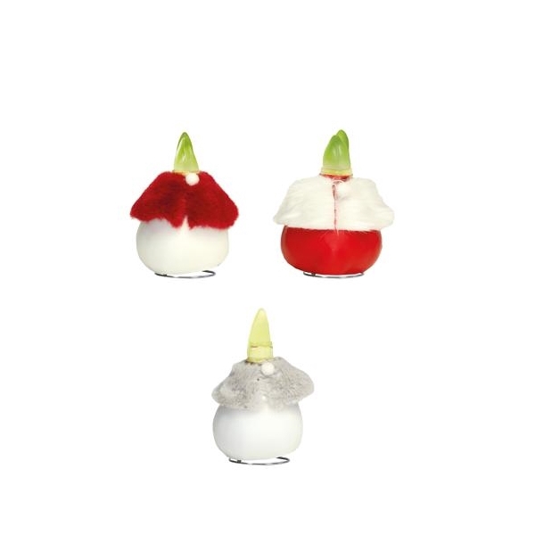 <h4>Amaryllis Touch of Wax Dressed Mixed DR-03 8x1, rode bloem, Tray408</h4>
