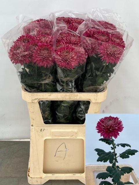 <h4>CHR G REGALM PURPER</h4>