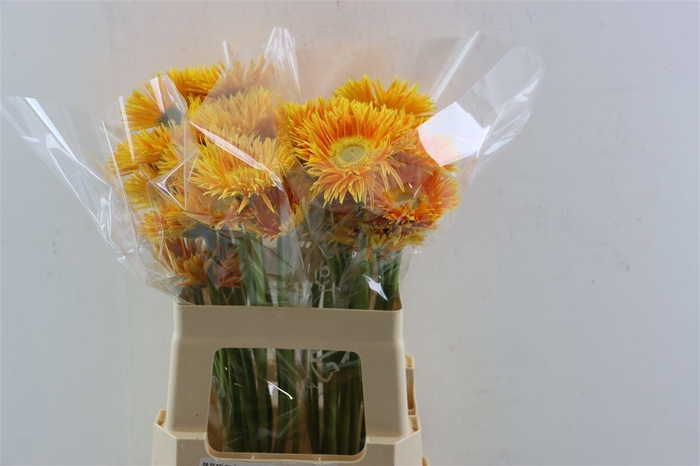 <h4>Ge Gr Spi Maui</h4>