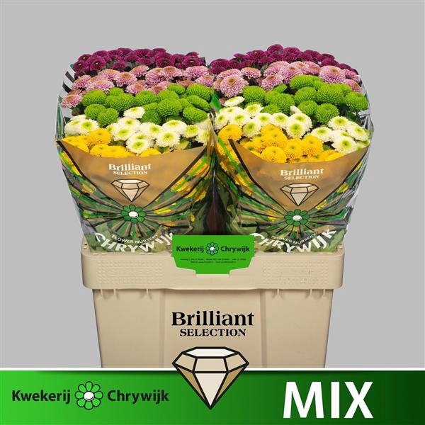 <h4>Chr San Mix In Bucket Chrywijk Brilliant</h4>