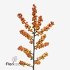 Ilex julia