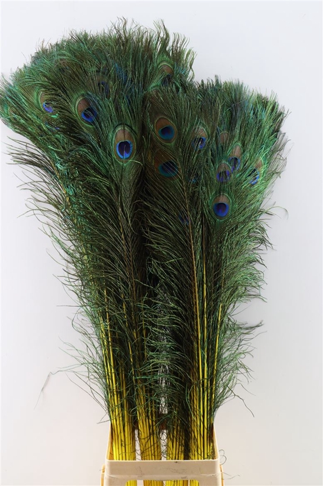 Feather Peacock L90-100 Naturel Yellow