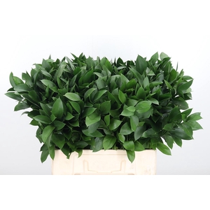 Ruscus