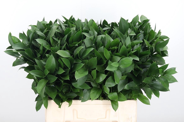 <h4>Ruscus</h4>