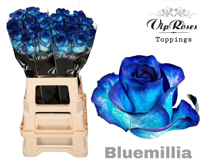 <h4>R GR BLUEMILIA</h4>