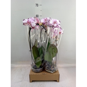 Phalaenopsis  'Elegant Cascade'