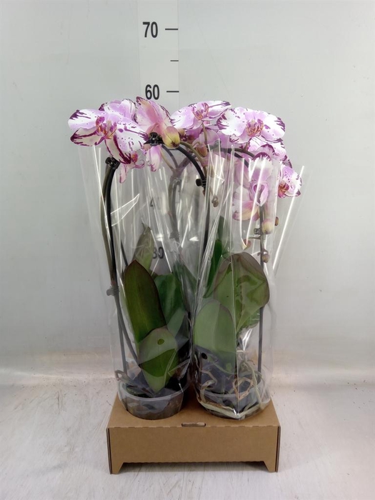 <h4>Phalaenopsis  'Elegant Cascade'</h4>