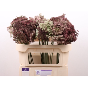 DAUCUS CAROTA DARA