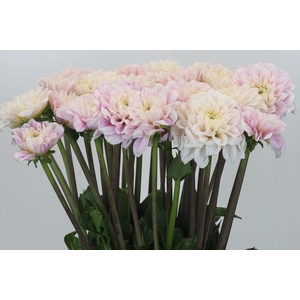 Dahlia DE 'Sweet Love'