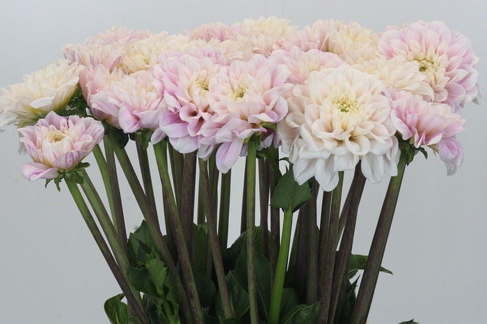 <h4>Dahlia DE 'Sweet Love'</h4>