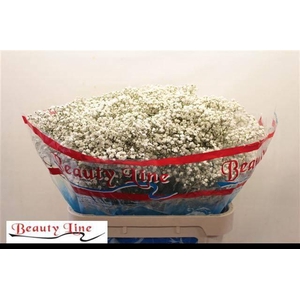 GYPS PA BEAUTY BRIDE