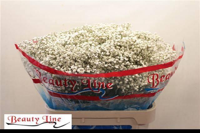 <h4>GYPS PA BEAUTY BRIDE</h4>