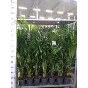 Howea forsteriana