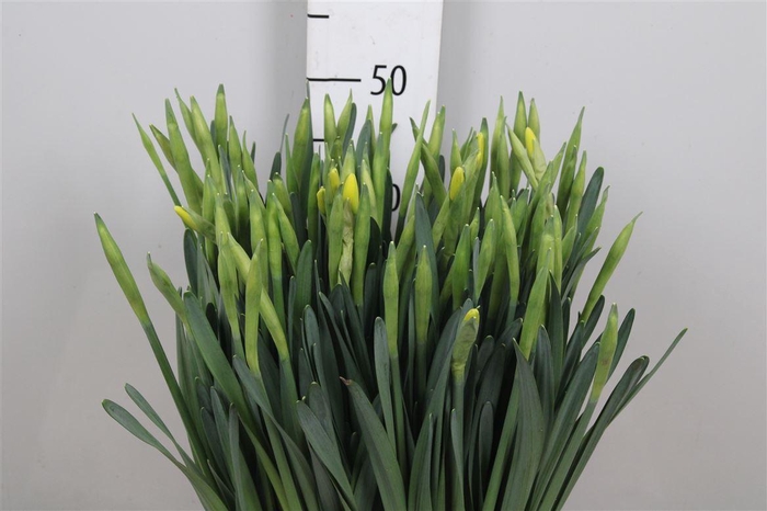 <h4>Narc G Pinza</h4>