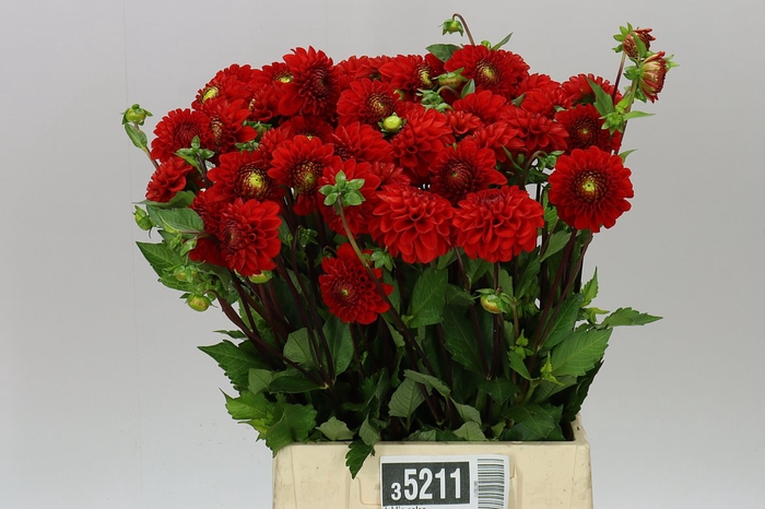 <h4>Dahlia Salsa A2</h4>