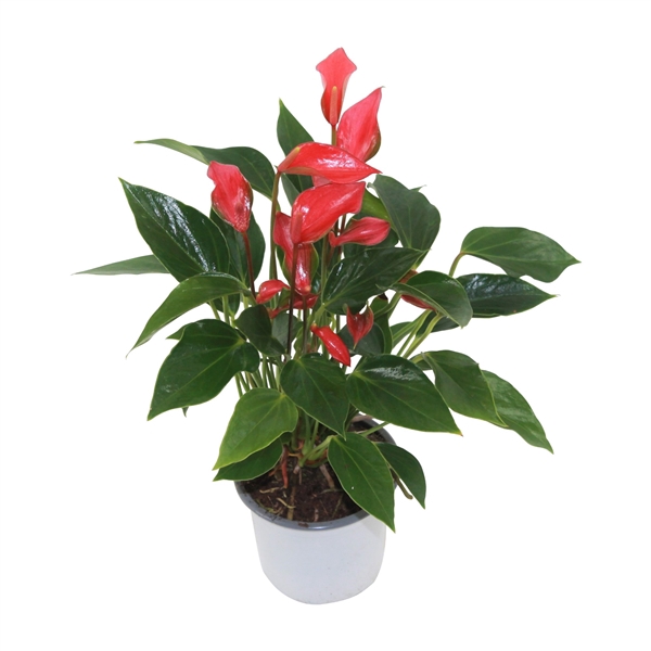 <h4>Anthurium XL.67 Trillions Red 9cm</h4>