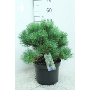 Pinus nigra 'Nana' P26 potgedrukt